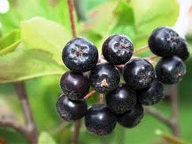 Aronia Produkte