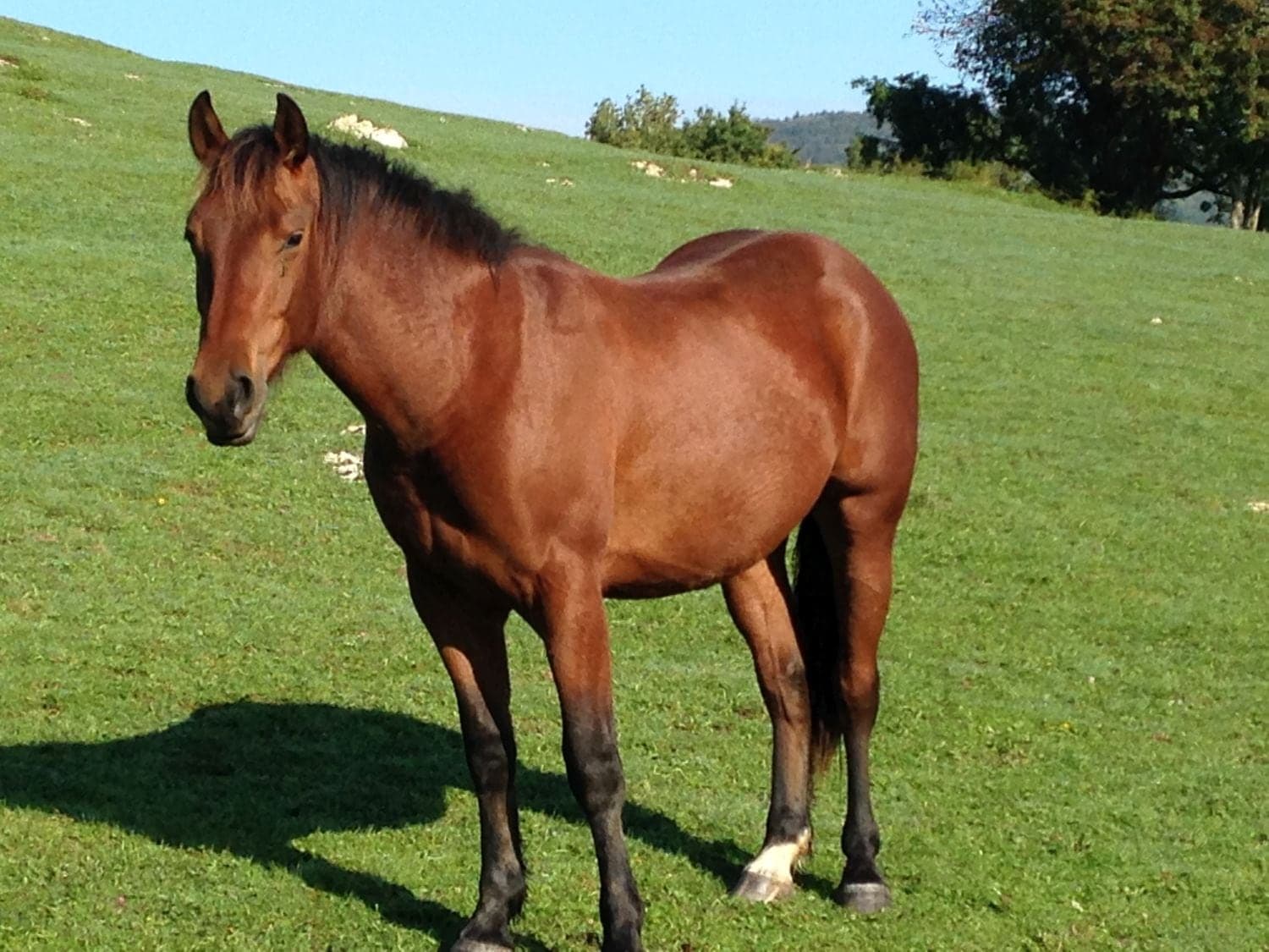 Galloway Galeriebild 009