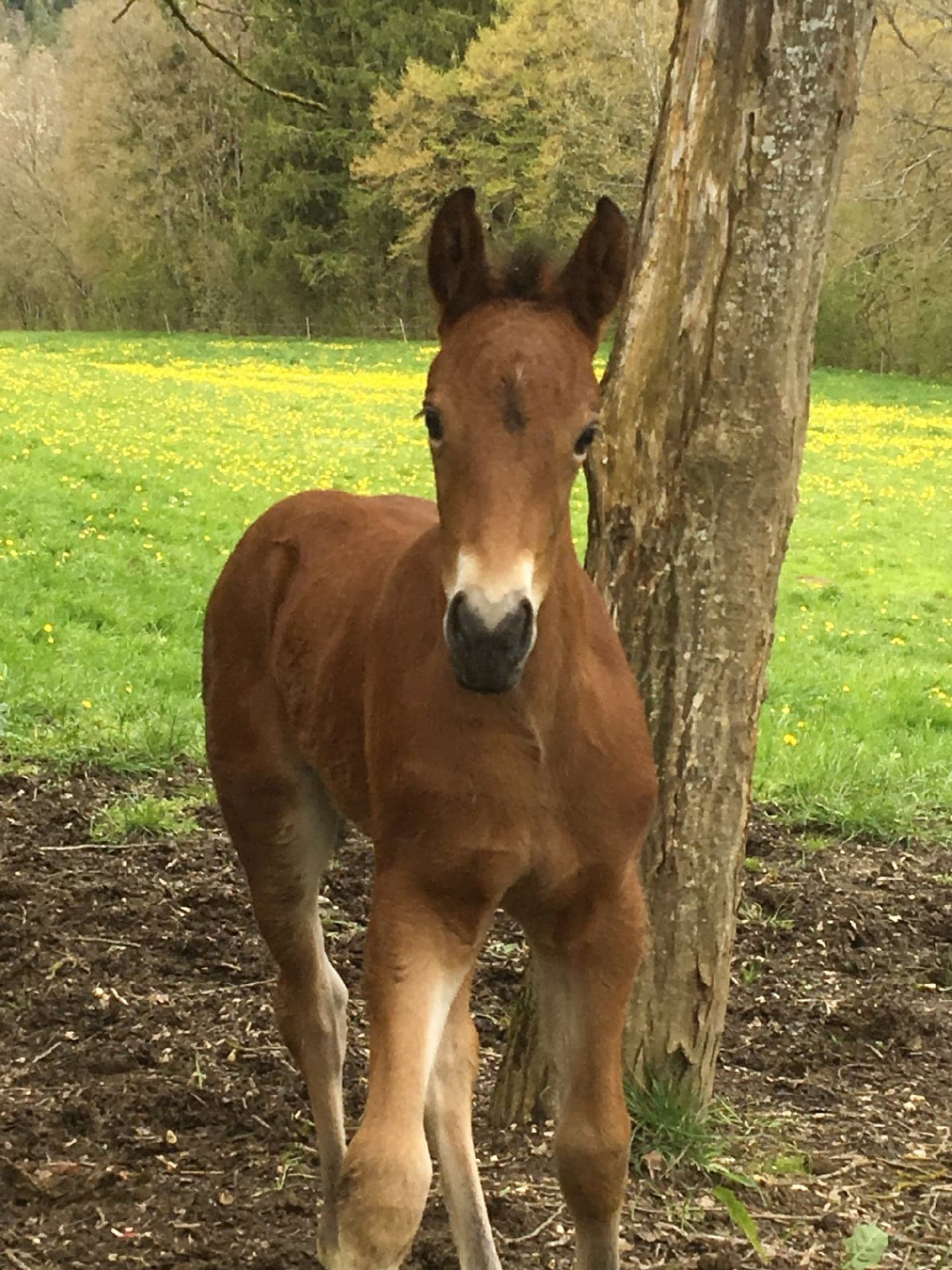 Galloway Galeriebild 029